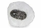 Bargain, Paralejurus Trilobite Fossil - Ofaten, Morocco #341189-3